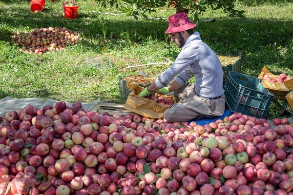 تنوع‌بخشی به ارقام و اصلاح و احیای باغات سیب در دستور کار وزارت جهاد کشاورزی