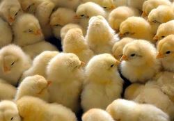 افزایش ۲۰ درصدی عملیات جوجه ریزی در مرغداری ها