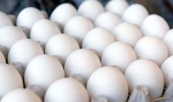 معاون بهبود تولیدات دامی جهادکشاورزی اصفهان گفت: برای قیمت تخم مرغ منتظر قیمت مصوب کشوری هستیم.