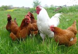 ذخیره ژنیتیکی مرغ خزک منطقه سیستان درحال احیا شدن است 