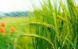 شورای تعیین قیمت محصولات کشاورزی تا هفته آینده تشکیل می شود، قیمت گندم از نظر ما 4800 تومان است 