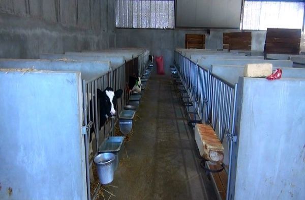 بهره‌برداری از گاوداری 100 رأسی گاو شیری در شهرستان فاروج