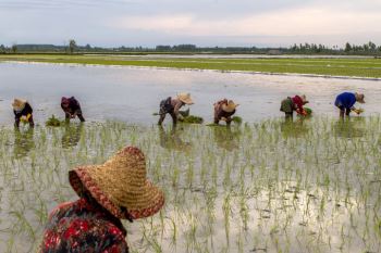 چرا کشت برنج ارقام پرمحصول در شمال گسترش نمی‌یابد؟
