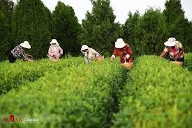 برداشت ۱۱۷ هزار تن برگ سبز چای در سال ۹۹