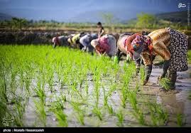 چرا کشت برنج ارقام پرمحصول در شمال گسترش نمی‌یابد؟