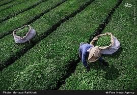 برداشت ۱۱۷ هزار تن برگ سبز چای در سال ۹۹