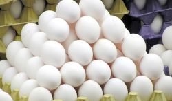 نرخ 50 درصد ی تخم مرغ 