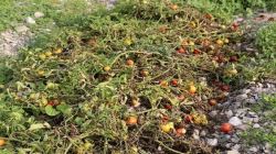 سرما ۹۰ میلیارد ریال به مزارع گوجه فرنگی پارسیان خسارت وارد کرد