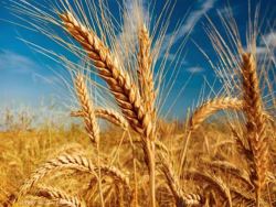 افزایش 38 درصدی توزیع بذر گندم در سال زراعی جاری