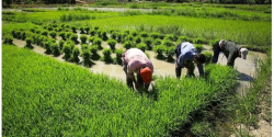 نشا برنج _کشاورزی