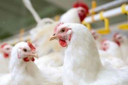 ضرر 5 هزار تومانی  در هر کیلو مرغ 