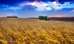 واردات ۲ میلیون و ۳۰۰ هزار تن گندم در راه است/ پیش‌بینی تولید ۱۳ میلیون تن گندم در سال آینده