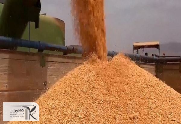 افزایش قیمت گندم به بیشترین میزان سه هفته گذشته