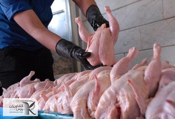 ۱۰ تُن مرغ به نرخ کیلویی ۲۵ هزار تومان امروز در تهران توزیع شد