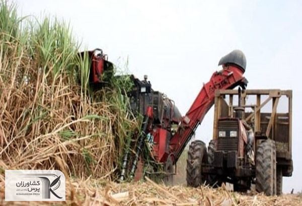 پیش‌بینی تولید ۴۰ درصد شکر کشور در خوزستان