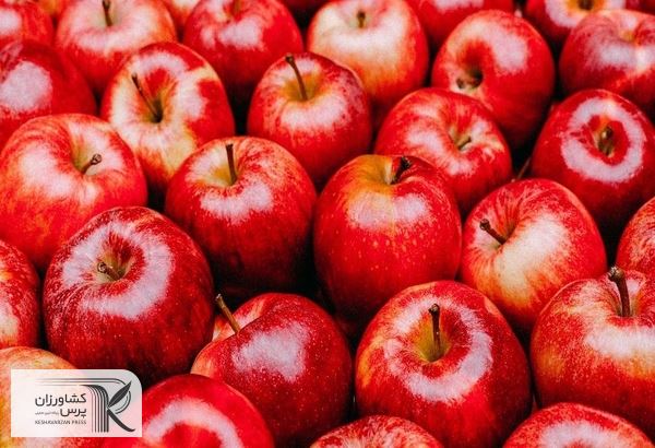 خطر نابودی 800 هزار تن سیب در انبارها