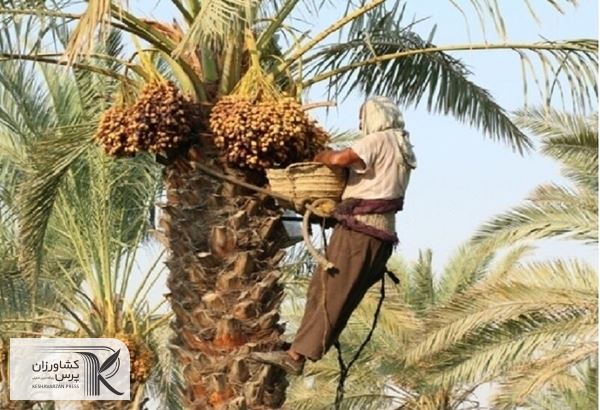 طرح کاداستر برای صدور سند در ۵۰۰ هزار هکتار اراضی کشاورزی استان بوشهر اجرا شد 