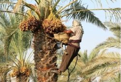 طرح کاداستر برای صدور سند در ۵۰۰ هزار هکتار اراضی کشاورزی استان بوشهر اجرا شد 