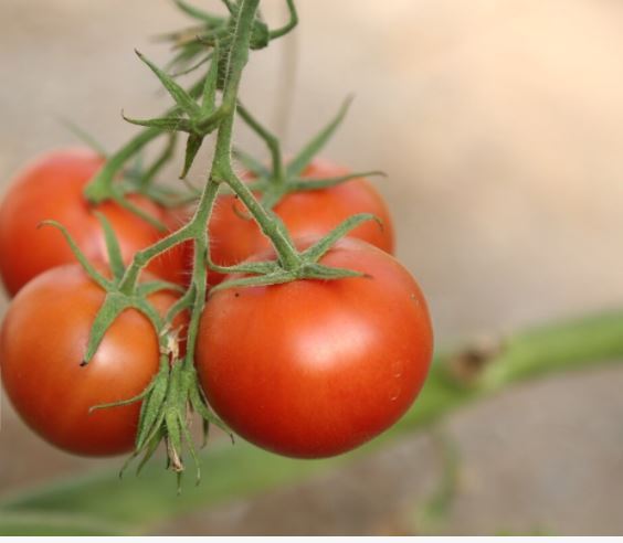 صادرات هزار و ۱۵۰ تن رب گوجه فرنگی به کشور روسیه