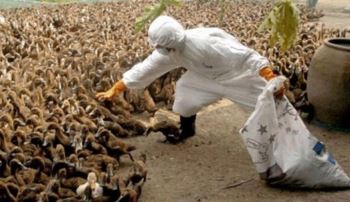 رکورددار معدوم‌ سازی مرغداری‌های آلوده به آنفلوآنزا در کشور ۴۰ روزی که خواب از دامپزشکی خراسان جنوبی گرفته شد