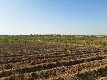 سفر وزیر جهاد کشاورزی به جنوب استان کرمان