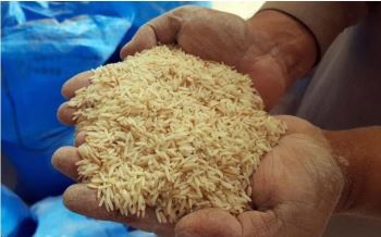 رشد بیش از ۶۰ درصدی برنج داخلی در یکسال