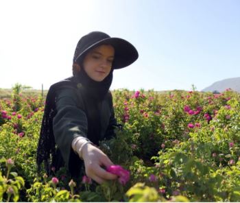  افزایش ۴۴ درصدی مدیران زن در وزارت جهاد کشاورزی در سه سال اخیر