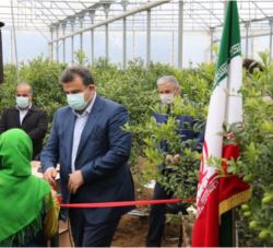 رییس جمهوری ۳۱ گلخانه لیموترش را در قائمشهر افتتاح کرد