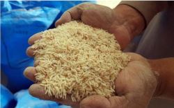 رشد بیش از ۶۰ درصدی برنج داخلی در یکسال