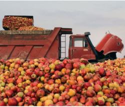 سیب درختی آذربایجان‌غربی درگیر پیچ و خم صادراتی