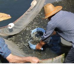 رهاسازی ۸۰ میلیون قطعه ماهی در رودخانه های مازندران