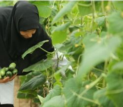 ١۶٢ صندوق حمایت از توسعه بخش کشاورزی در کشور فعال است