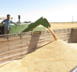  افزایش قیمت گندم نشانه عزم دولت در حمایت از معیشت کشاورزان است