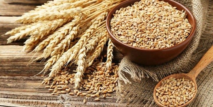 افزایش قیمت گندم و خوراک دام در بازارهای جهانی زنگ هشدار دیگر به مسئولان کشور