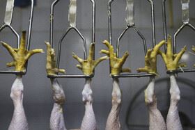 مرغ از کشتار تا بازار!