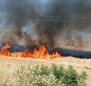 آتش ۱۳ هکتار از مزارع گندم دالاهو و گیلانغرب را از بین برد