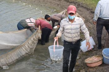 رها سازی ۷۰ میلیون قطعه بچه ماهی سفید در رودخانه های مازندران آغاز شد