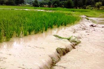 سیل حدود ۳۶ میلیارد ریال به کشاورزان و دامداران اسفراین خسارت زد