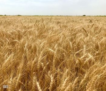 خرید توافقی و تضمینی مباشرتی محصولات کشاورزی در کرمانشاه آغاز شد