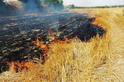  آتش زدن پس مانده محصولات کشاورزی در مزارع قصرشیرین ممنوع است