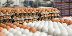 هشدار تولید کنندگان به افزایش قیمت تخم مرغ رئیس هیئت مدیره اتحادیه مرغ تخم گذار استان تهران با ارائه سه راهکار گفت: