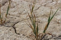 خسارت خشکسالی مزارع گنبدکاووس در ۵۰ سال گذشته کم سابقه است