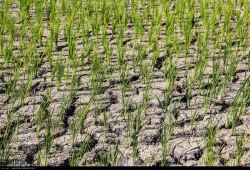 برنجکاری شرق مازندران در سایه تردید کم‌آبی