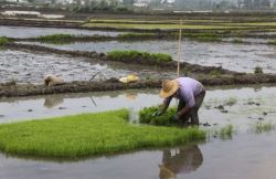  کشت برنج به موجب قانون در کرمانشاه ممنوع است