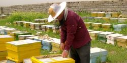 ملکه‌ زنبور خارجی قاچاقی به ایران وارد می‌شود