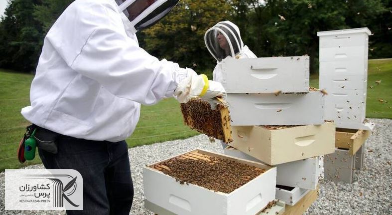   دولت به بخش زنبورداری بی توجهی می کند