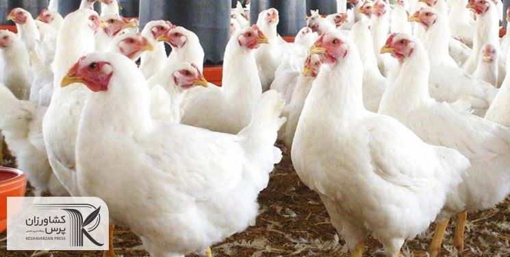 سرمایه گذاری کشورهای عربی روی تولید مرغ و تخم مرغ/ بازار صادراتی ایران محدود می شود؟