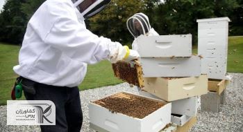   دولت به بخش زنبورداری بی توجهی می کند
