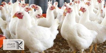 سرمایه گذاری کشورهای عربی روی تولید مرغ و تخم مرغ/ بازار صادراتی ایران محدود می شود؟