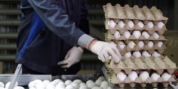چرا قیمت تخم مرغ دوباره افزایش یافت/ بازارگرمی تولید کنندگان یا بی خبری مسئولان؟
